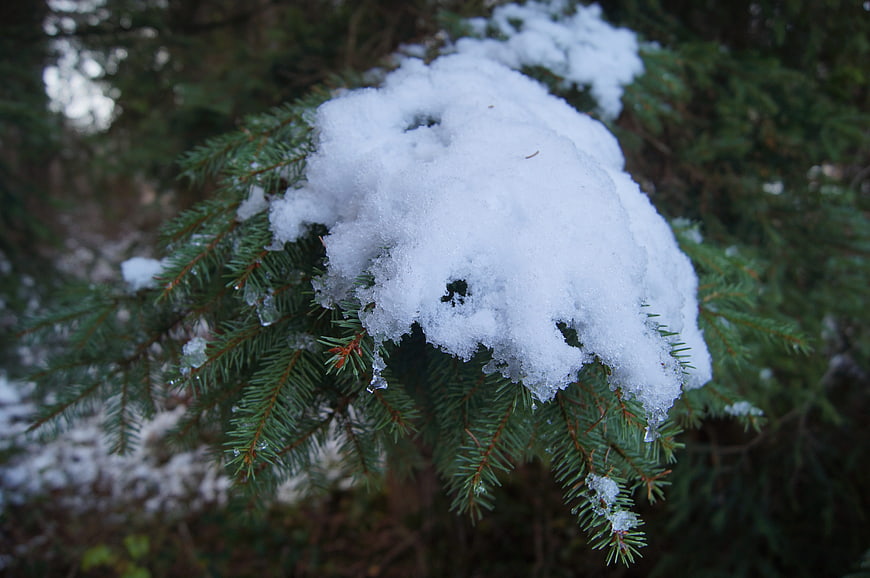 Snow-covered fir tree branch in winter forest