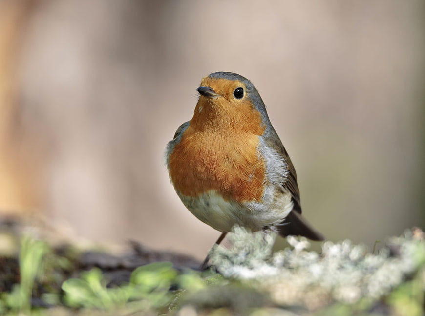 European Robin Bird Perched on Mossy Log