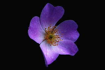 Purple flower with yellow center on black background