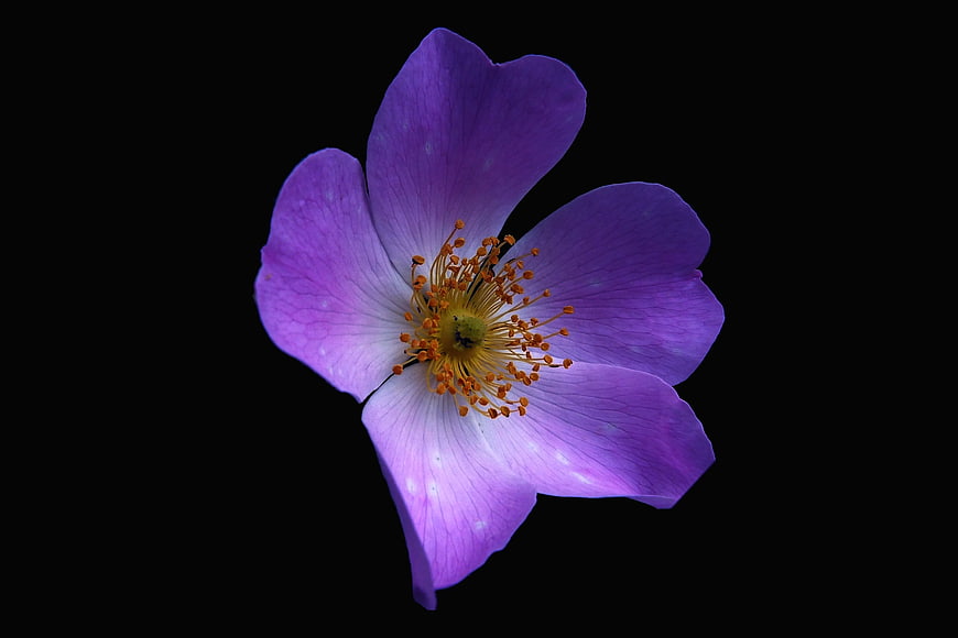 Purple flower with yellow center on black background