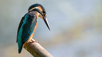Common Kingfisher Perched on Branch