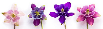 Four colorful columbine flowers on white background