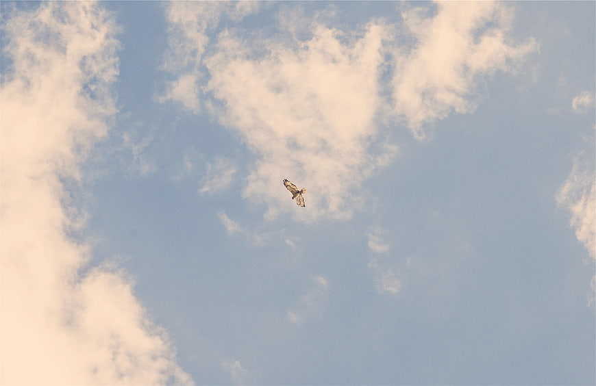 Bird Soaring High in Blue Sky with White Clouds