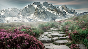 Stone Path Through Purple Heather to Snowy Mountain Peaks
