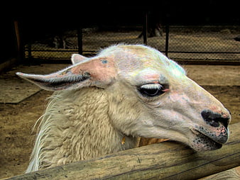 Close-up portrait of a white alpaca head over wooden fence