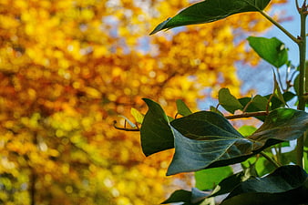 Green ivy leaves against golden autumn bokeh background