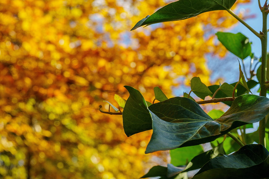 Green ivy leaves against golden autumn bokeh background