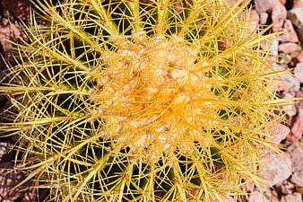 Close-up of Golden Barrel Cactus with Yellow Spines
