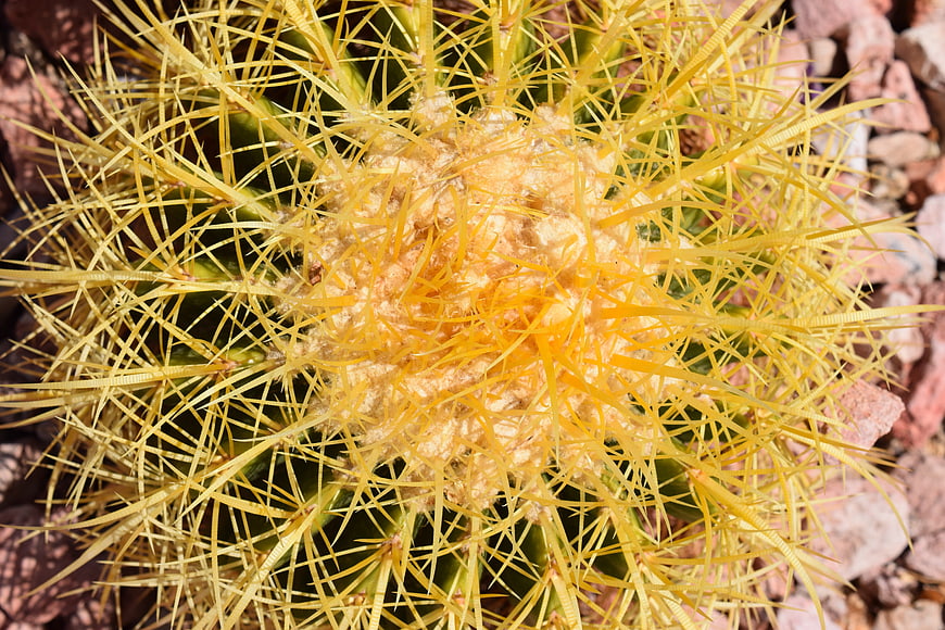 Close-up of Golden Barrel Cactus with Yellow Spines