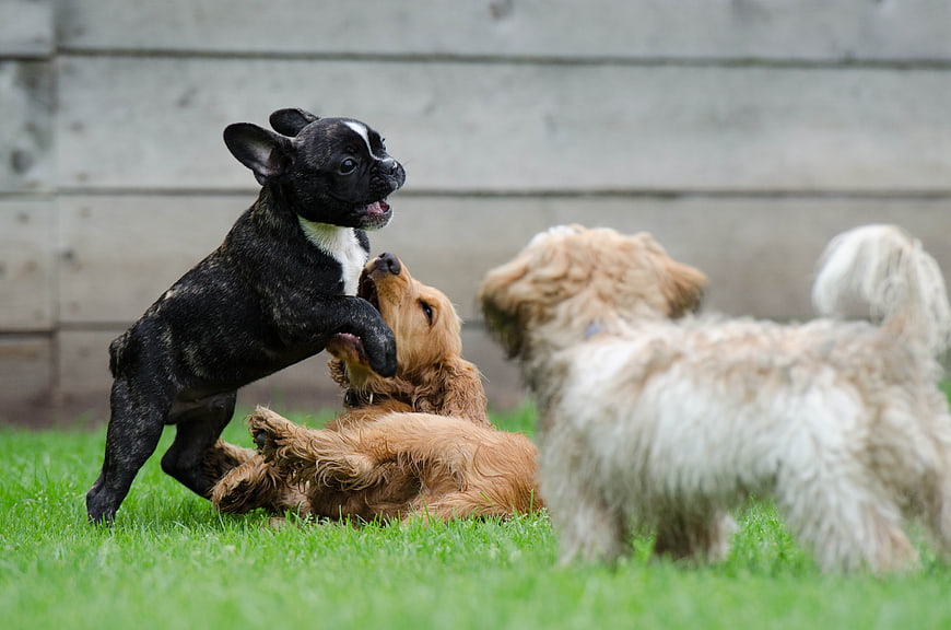 Three Puppies Playing Together On Green Grass