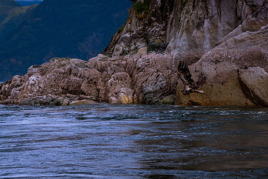 Bald Eagle Flying Low Over Rocky Coastline and Ocean Waves