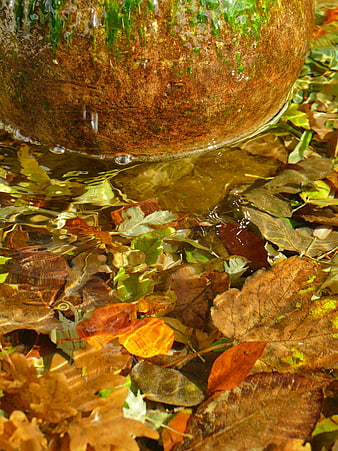 Autumn leaves floating in clear water near mossy stone