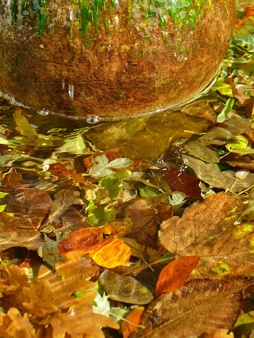 Autumn leaves floating in clear water near mossy stone