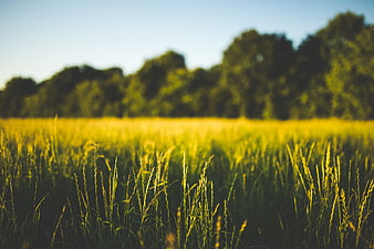 Golden sunlight illuminating tall green grass in a summer field