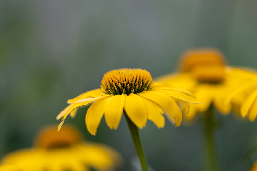 Close-up of Yellow Coneflower with Blurred Green Background