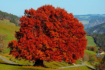 Vibrant Red Autumn Beech Tree In Green Mountain Landscape