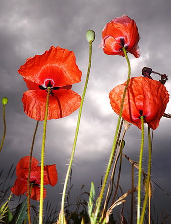 Vibrant Red Poppies Against Dramatic Cloudy Sky