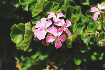 Pink Geranium Flowers in Sunlight with Green Leaves