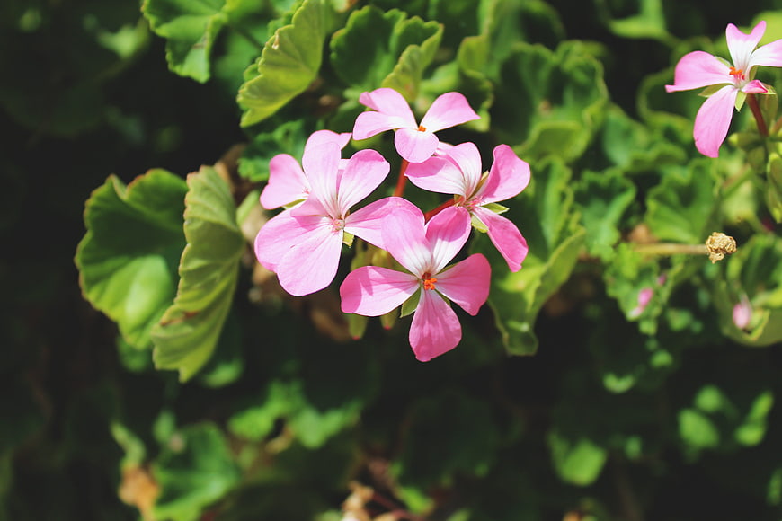 Pink Geranium Flowers in Sunlight with Green Leaves