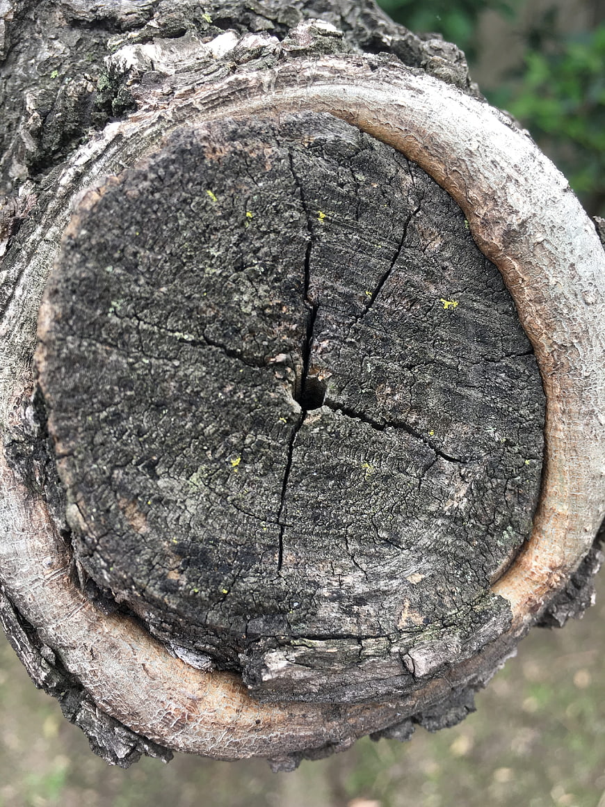 Close-up of weathered tree stump with cracked wood texture