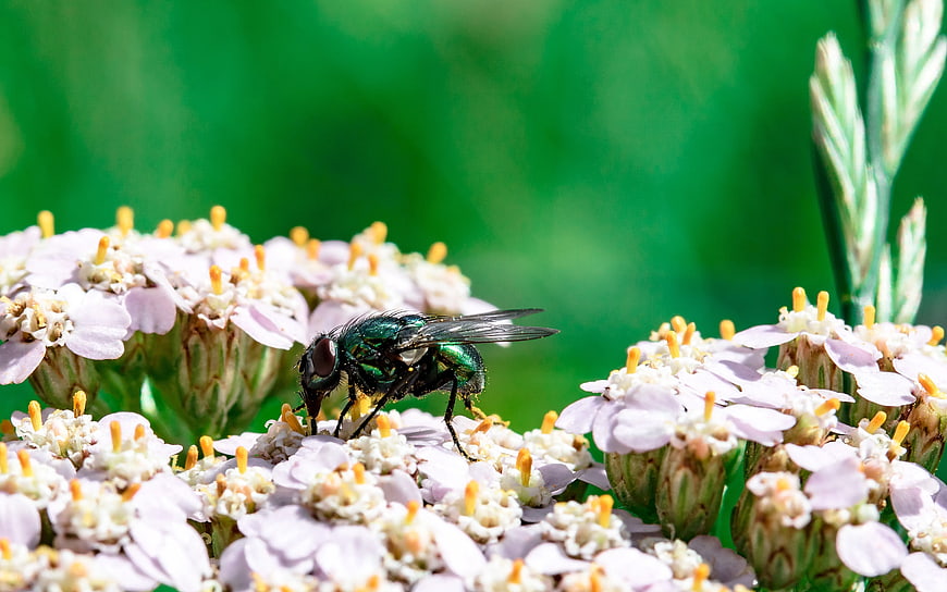 Macro shot of a green blowfly on yarrow flowers
