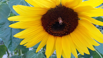 Close-up of a bee pollinating a bright yellow sunflower