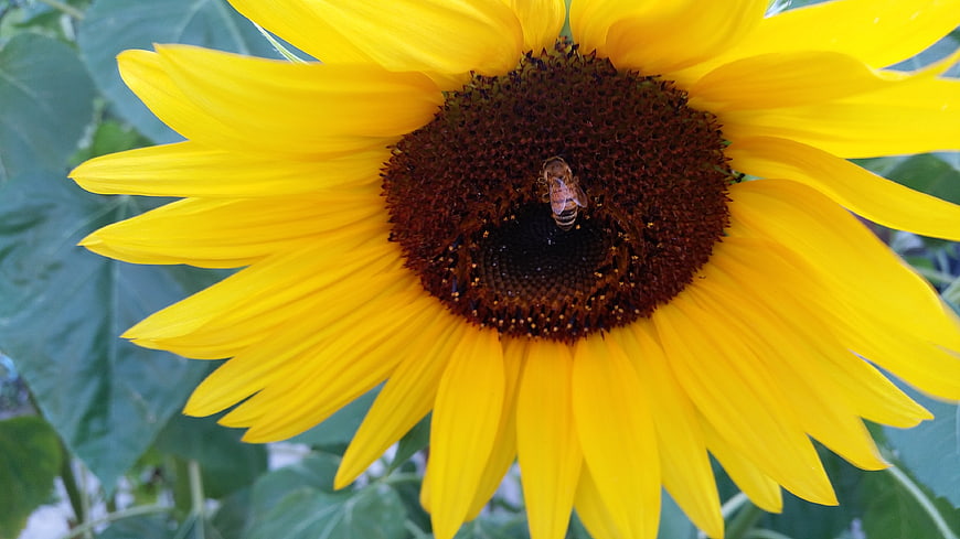 Close-up of a bee pollinating a bright yellow sunflower