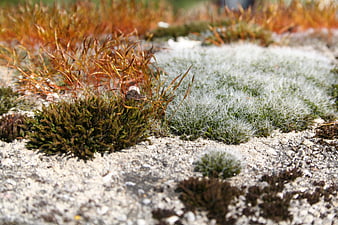 Close-up of moss and lichen growing on rocky ground