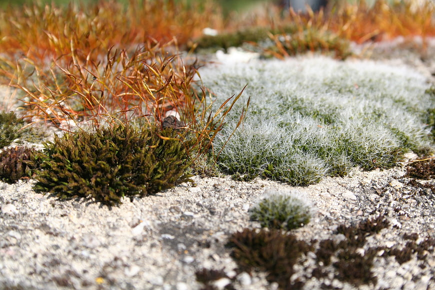 Close-up of moss and lichen growing on rocky ground