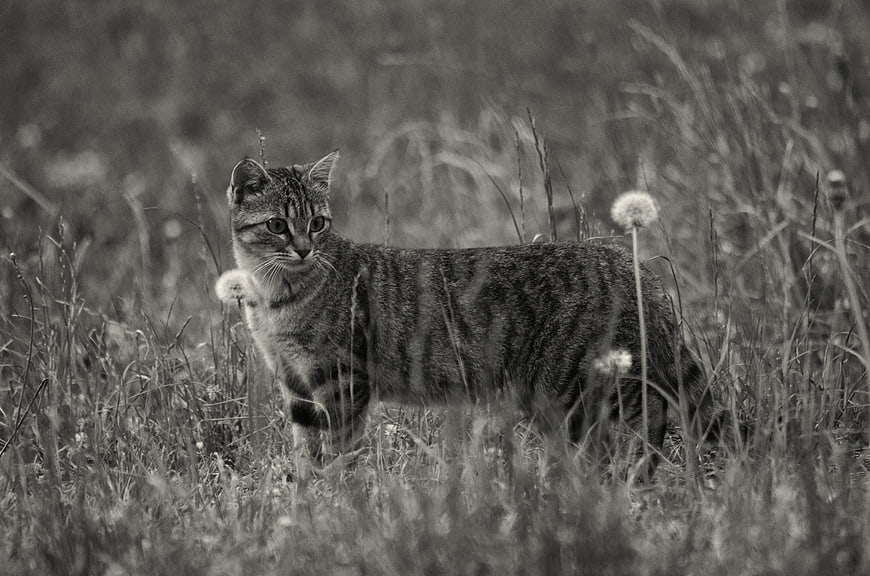 Black and white tabby cat standing in tall grass with dandelions