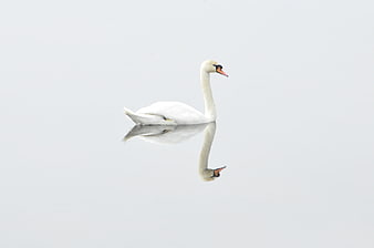 White Swan Swimming in Misty Lake with Reflection