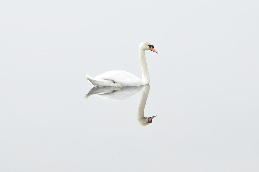 White Swan Swimming in Misty Lake with Reflection