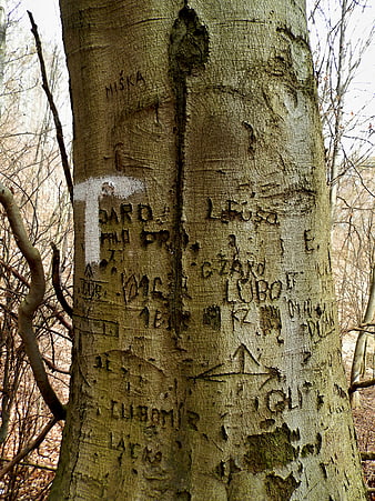 Carved Names and Graffiti on Tree Bark in Forest