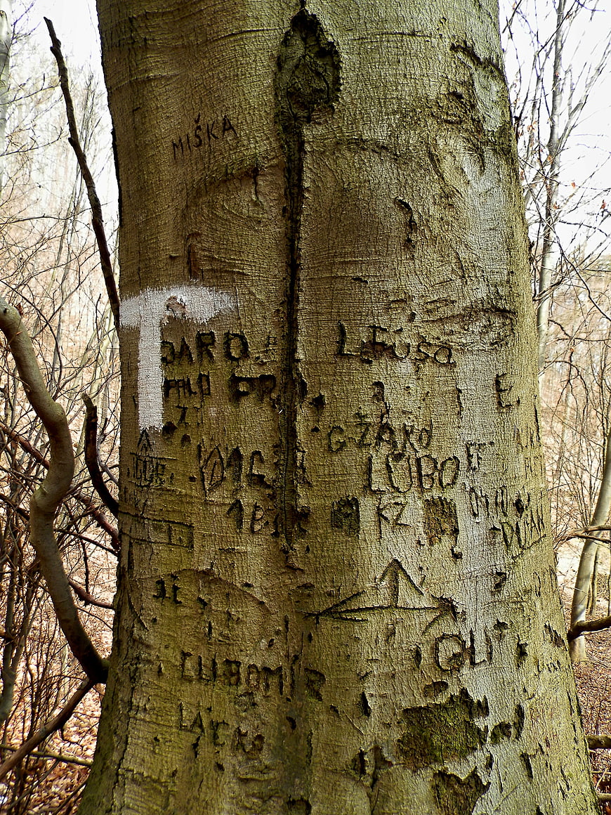 Carved Names and Graffiti on Tree Bark in Forest