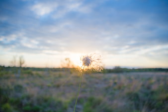 Backlit Dandelion Seed Head Against Sunset Sky