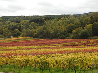 Colorful autumn vineyard rows on rolling hills