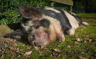 Sleepy Spotted Pig Resting on Grass