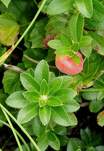 Close-up of Pink Rhododendron Berry and Green Leaves