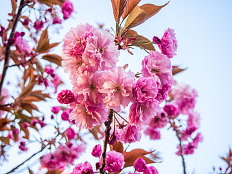 Pink Cherry Blossoms Against Blue Sky