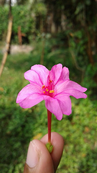 Hand holding pink mirror plant flower in garden