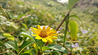 Close-up of a vibrant yellow wildflower in a green meadow