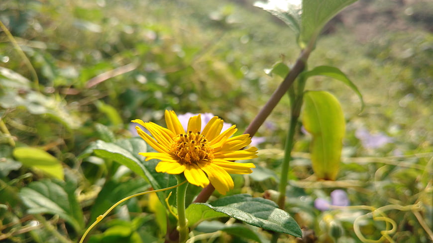 Close-up of a vibrant yellow wildflower in a green meadow