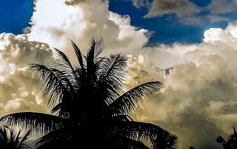 Silhouette of Palm Tree Against Dramatic Cloudy Sky