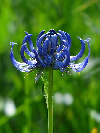 Close-up of Blue Scabious Flower with Green Background