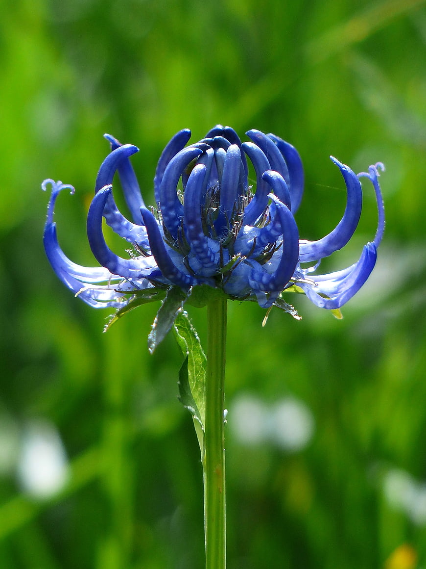 Close-up of Blue Scabious Flower with Green Background