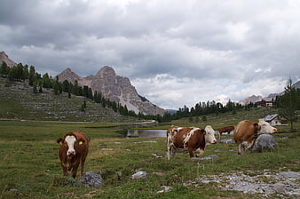 Cows grazing in alpine meadow with mountains