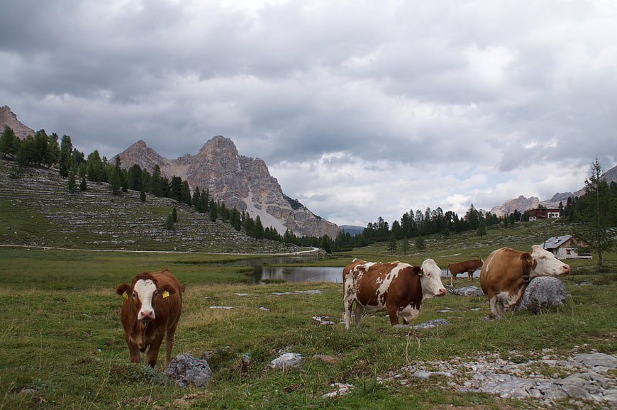 Cows grazing in alpine meadow with mountains