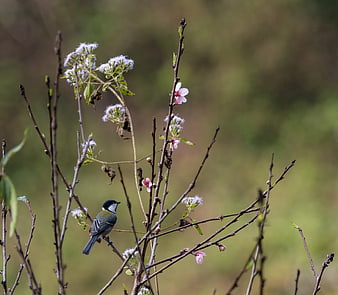 Great Tit bird perched on flowering spring branches
