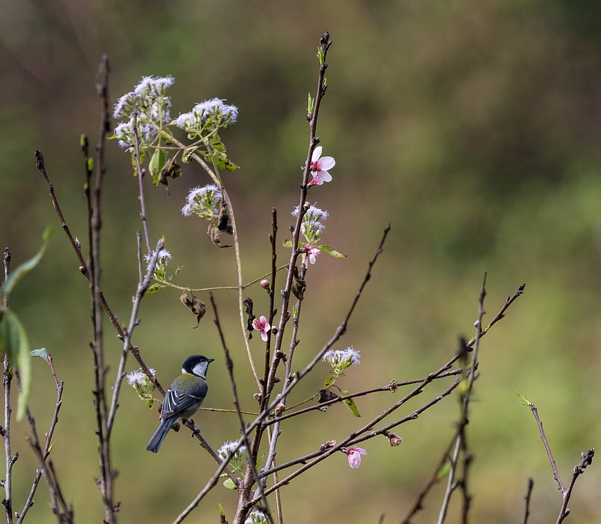 Great Tit bird perched on flowering spring branches