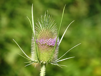 Close-up of Teasel Flower Bud in Green Meadow